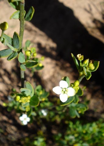 Montinia caryophyllacea colours